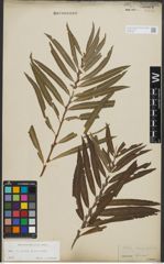 Foto von Salix purpurea L. x Salix viminalis L.